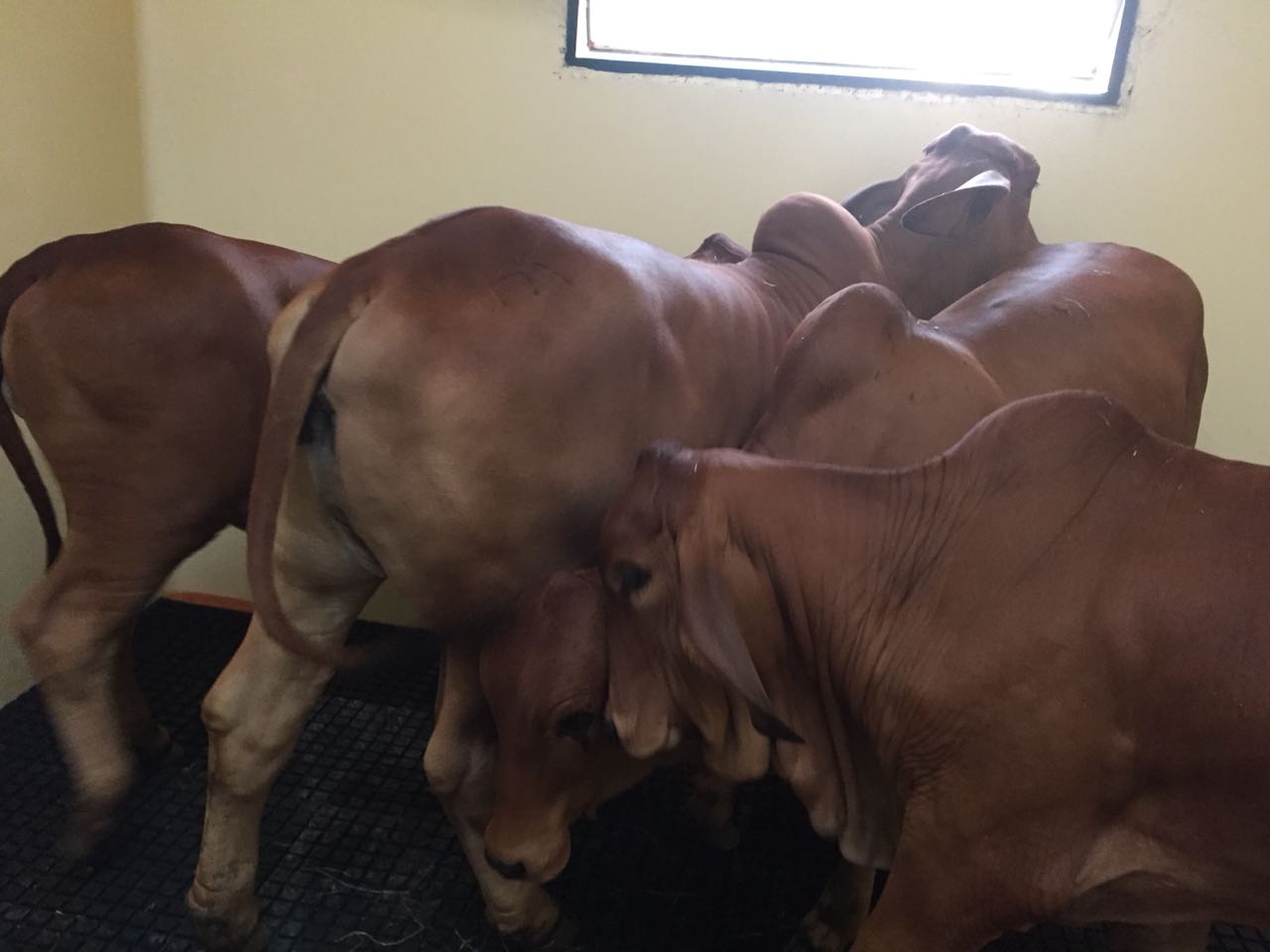 Cuarentena Animal Texas