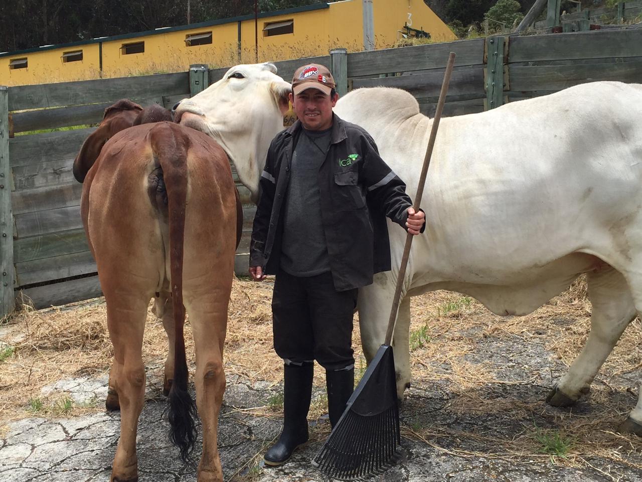 Transporte de Bovinos EEUU