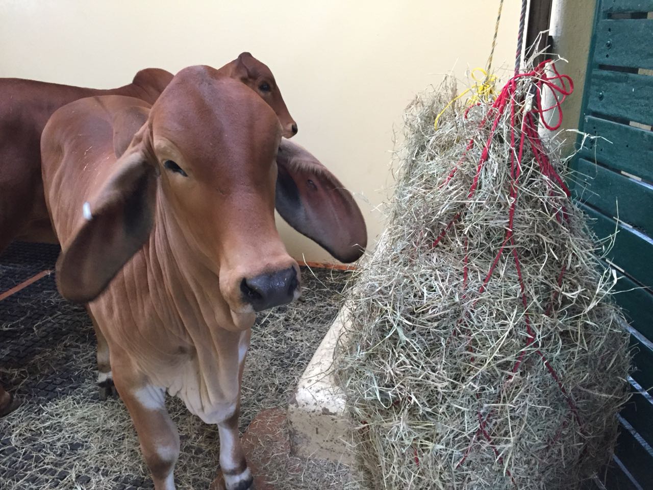 Transporte de Bovinos Colombia